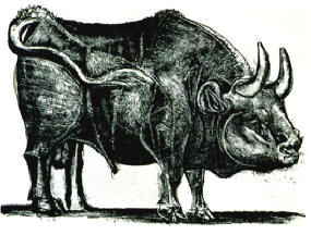 Picasso's Bull #03